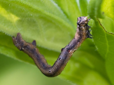 I did not expect to see a caterpillar on this plant.