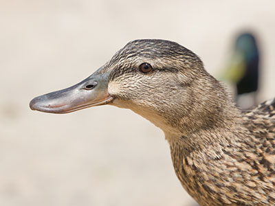 And then a lady showed up with bags of bread, and that attracted lots of waterfowl for us to take pictures of.