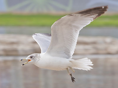 I`m not responsible for what happened to this gull`s foot.