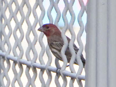 I`m a nature photographer in the city.