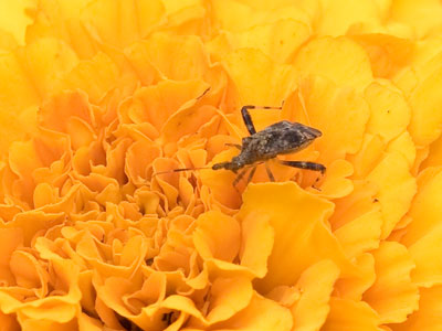 Even stinkbugs appreciate beauty.