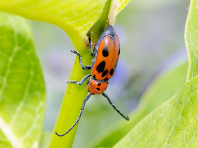 And now, back to more bugs!
