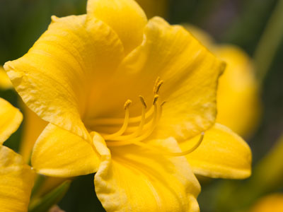 There will always be more flowers to photograph.