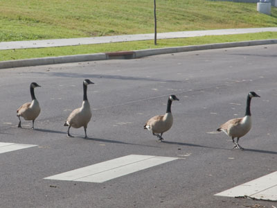 Never cross a goose.