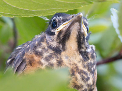 This juvenile robin was just outside the nest, but not ready to fly.
