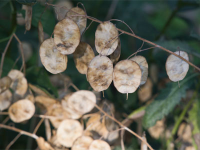 I wonder what these are, and why people plant them.