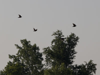This morning it was just me and the birds (and one fisherman).