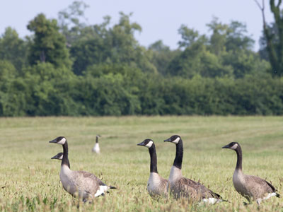 Geese on patrol.