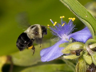 The garden was abuzz with activity.