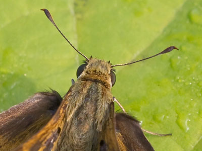 I turned off the flash for this, since certain bugs detect it instantaneously and they fly away.  How is that possible?