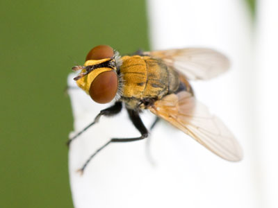 When I put on the macro lens, good things happen.