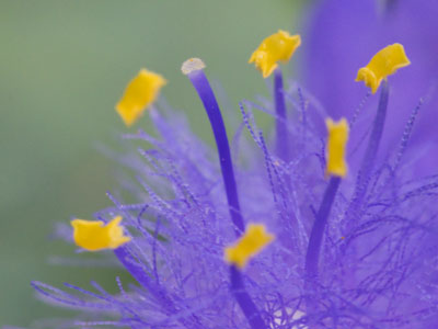 A macro lens reveals the secrets of nature.