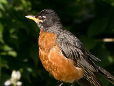 I enjoy mornings with birds, beasts, bugs and blooms.