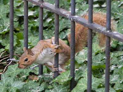 As I walk to and from work, I pass by this leafy area where a red squirrel lives.
