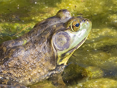 There were lots of frogs and turtles in the pond.
