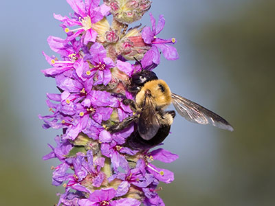 Sometimes it`s best to use a flash for nature photos.