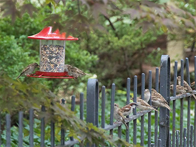 Now I see why the red squirrel lives here (see July 16 above).  There`s a steady rain of bird seed falling down.