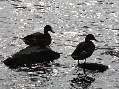 Duck, duck, deuce.