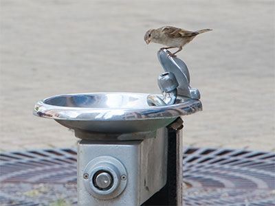 The water was running and the birds came running.