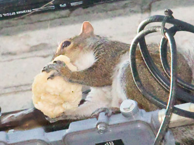 Another squirrel with special dietary needs (see October 2, 2017).