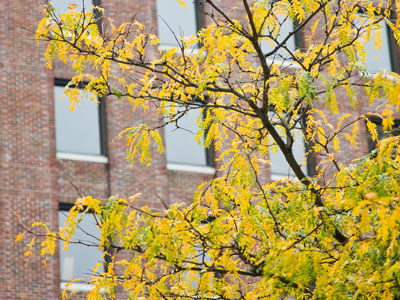 Falling on North Main Street.