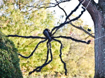 I tolerate spiders -- to a point.