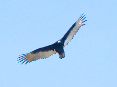 I have this week off work and am free as a bird.