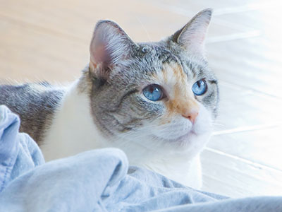 I`m not a cat person, but I was unusually friendly to one.