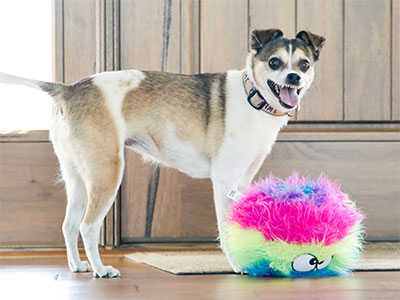 Cocoa, the perpetual puppy, just wants to play all day.