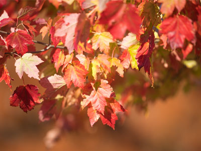 Fall is falling.