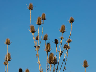 I hoped to see migrating monarchs, but there were none.