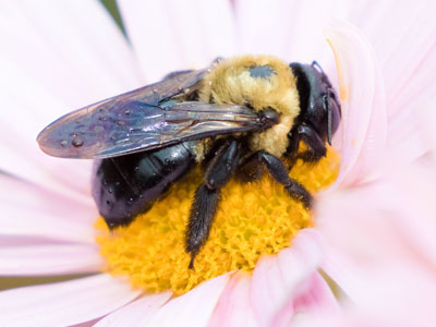 All buzzed out.