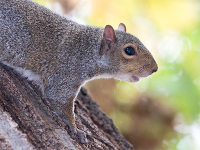 Possibly my closest squirrel encounter.