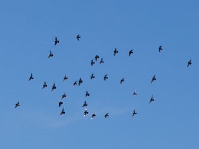 As these pigeons flew around in circles, I tried to take pictures when their formation appeared less random.