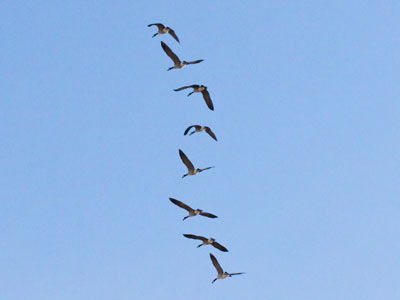 Upward mobility.