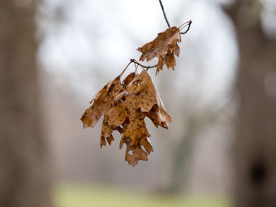 Tattered remnants of autumn.