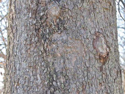 There was once a marriage proposal carved into this tree (see March 19, 2009, and March 27, 2010).
