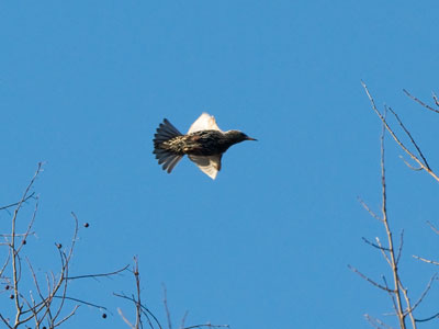 I heard lots of birds, but saw very few.