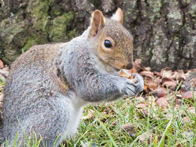 The ground is covered with acorns, so why bury them?