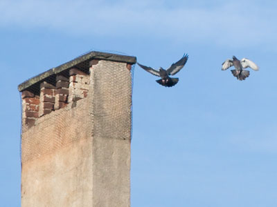 Watch out for the hawk (see December 24 above).