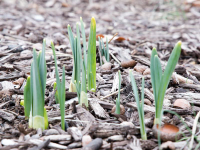 Daffodils are thinking about it, later than in previous years (see February 11, 2024, and February 6, 2023).