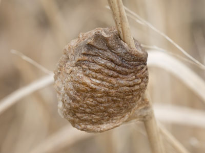 Hundreds of praying mantises will soon emerge.