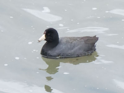 There`s just one coot on the river, which I think is odd.
