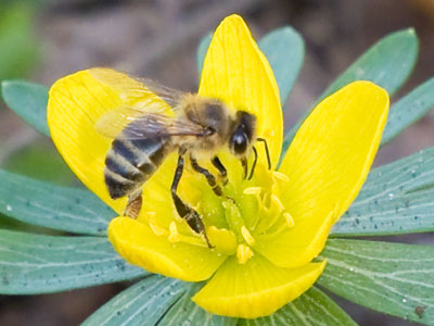 There was a total of one bee (see March 4 above).