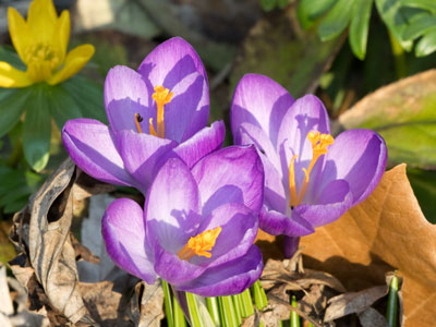 Flowers in their prime.