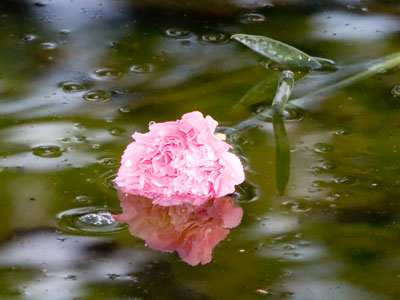 A flower past its prime.