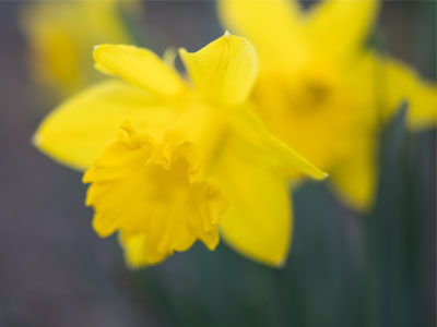 Daffodils have come to a decision (see March 3 above).