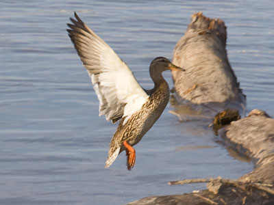 At this time of year, female mallards get chased around.