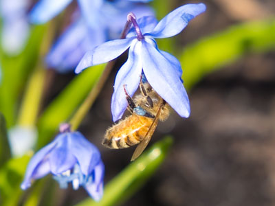 There are lots more flowers than bees (see March 12 above).