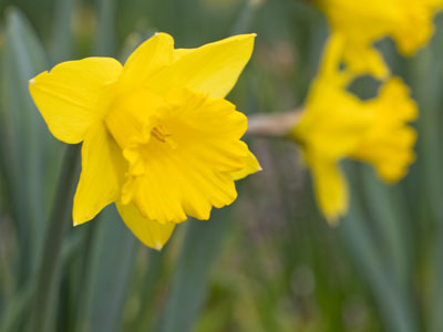 I told the students to `shoot flowers from flower height` and they crawled on the ground following my instructions.